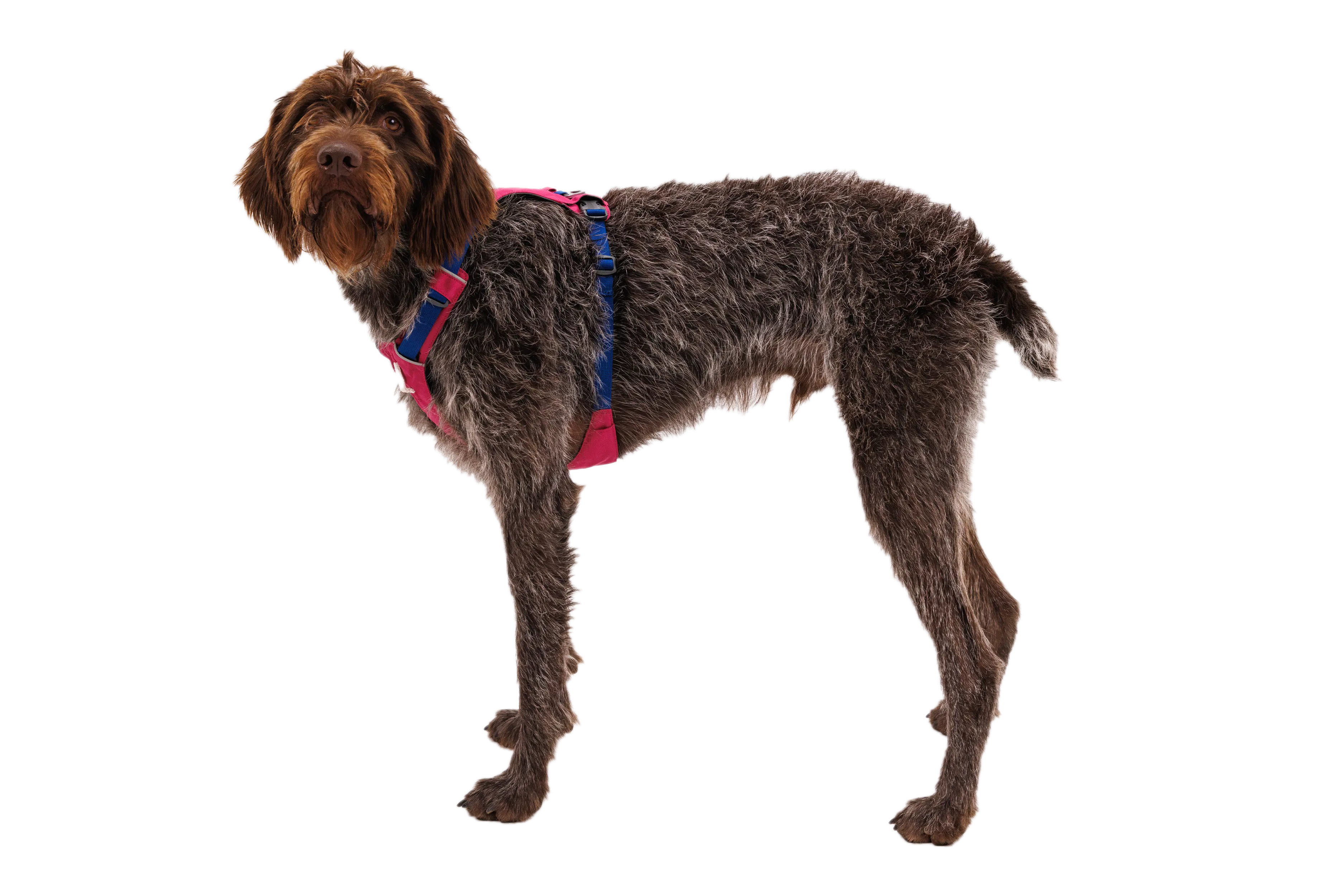 RP - Hi & Light™ Lightweight Dog Harness